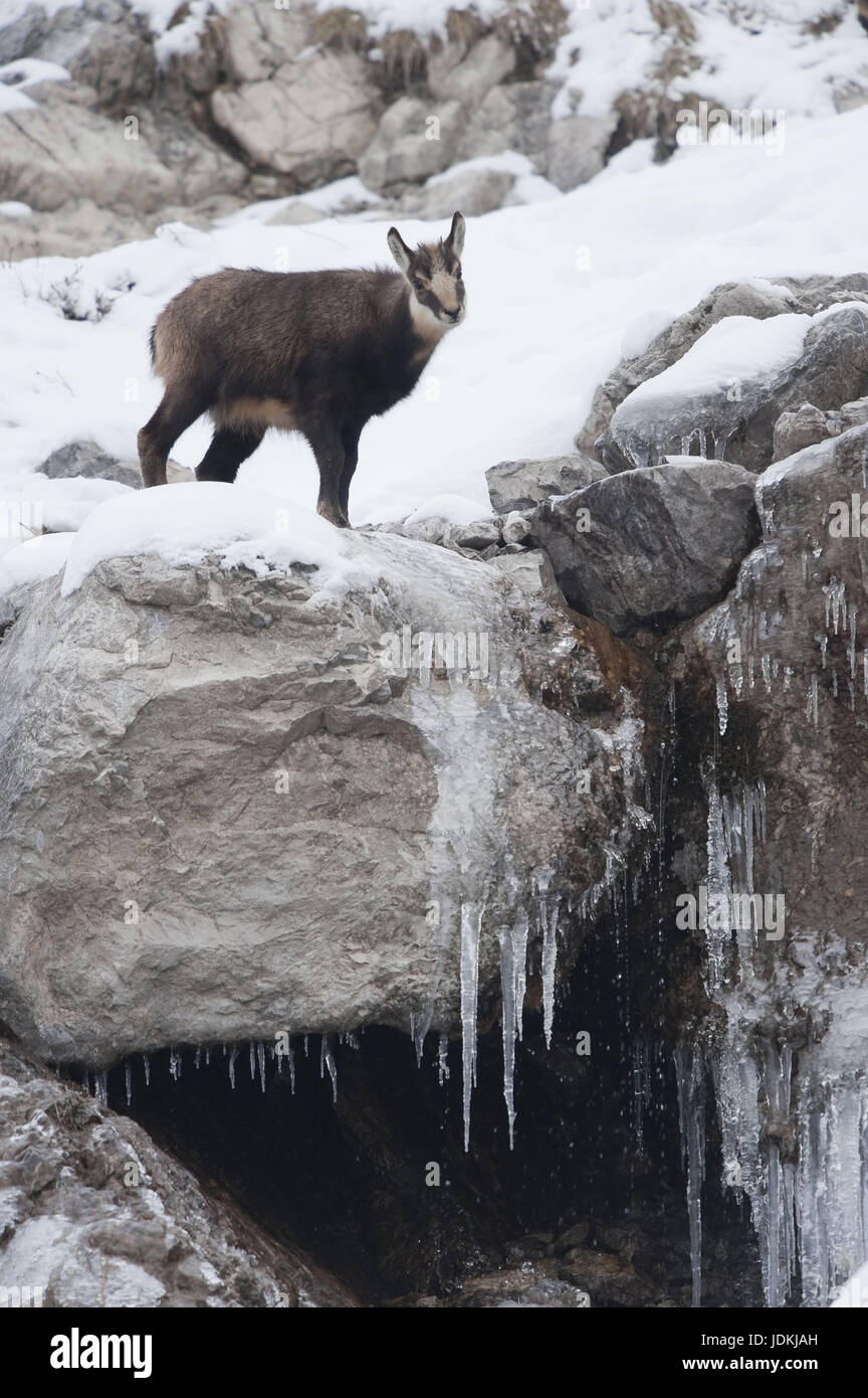 Les Alpes, le cauchemar des animaux, artiodactyles, bovidés, caprins, G ?msen, horn-rimmed, porteurs d'animaux à onglons, N, Rupicapra, mammifères, rumi Banque D'Images