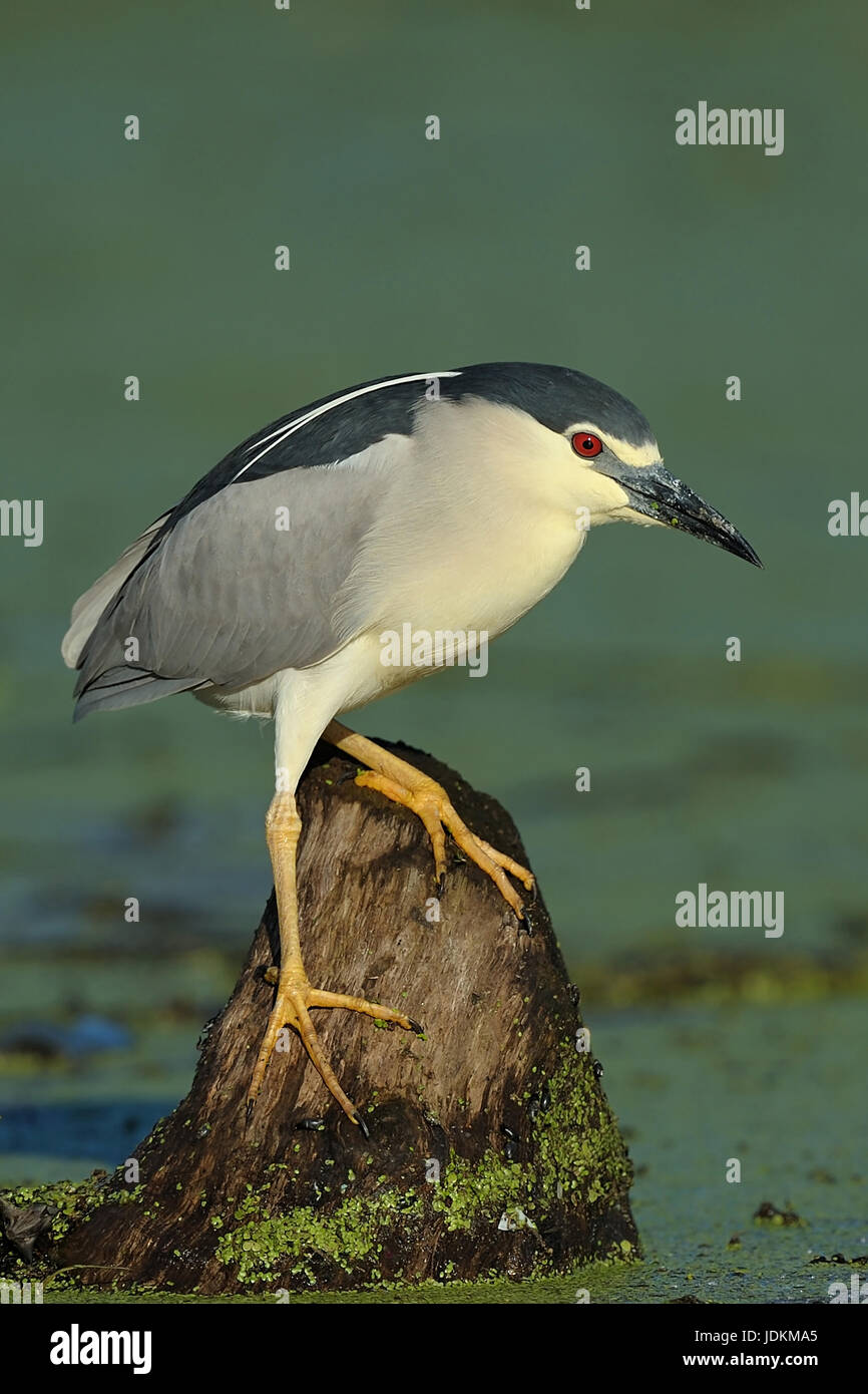 Nachtreiher, Nycticorax nycticorax, Bihoreau gris Banque D'Images