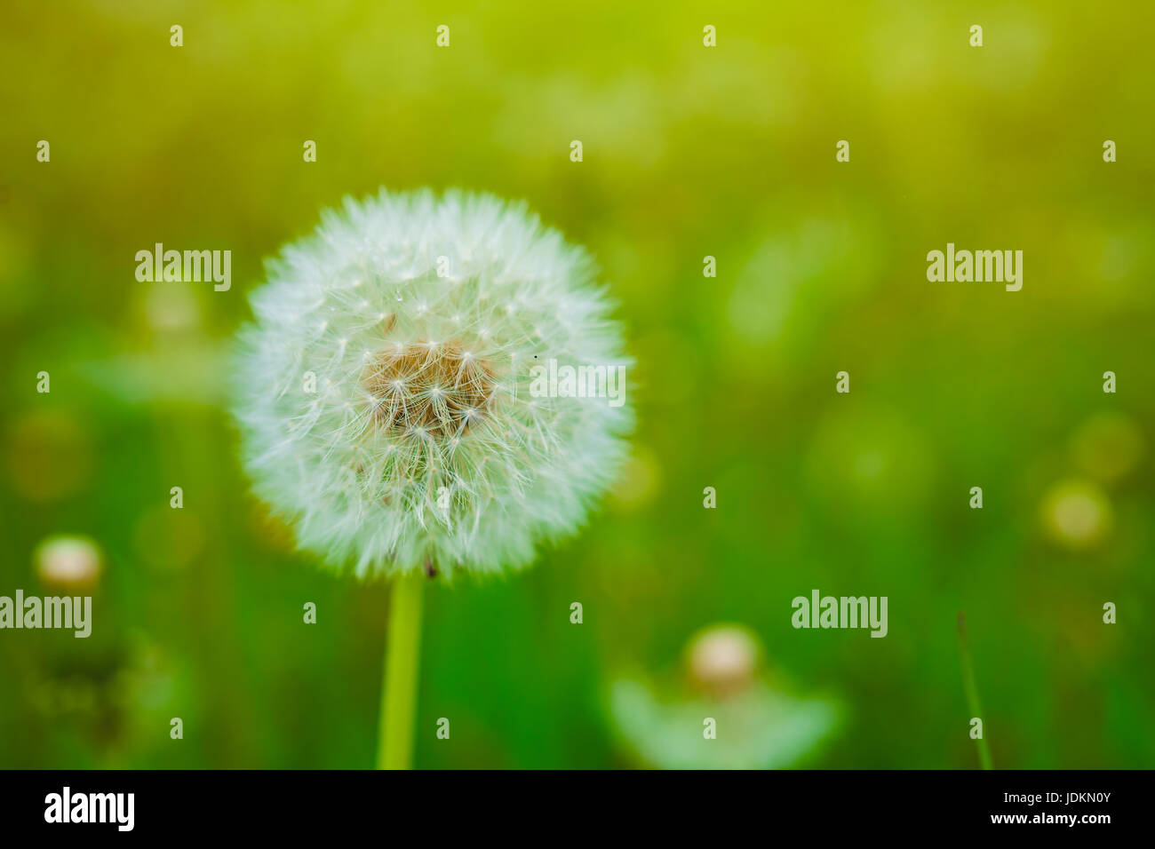 Le pissenlit fait à la semence dans un champ de pissenlits. Banque D'Images
