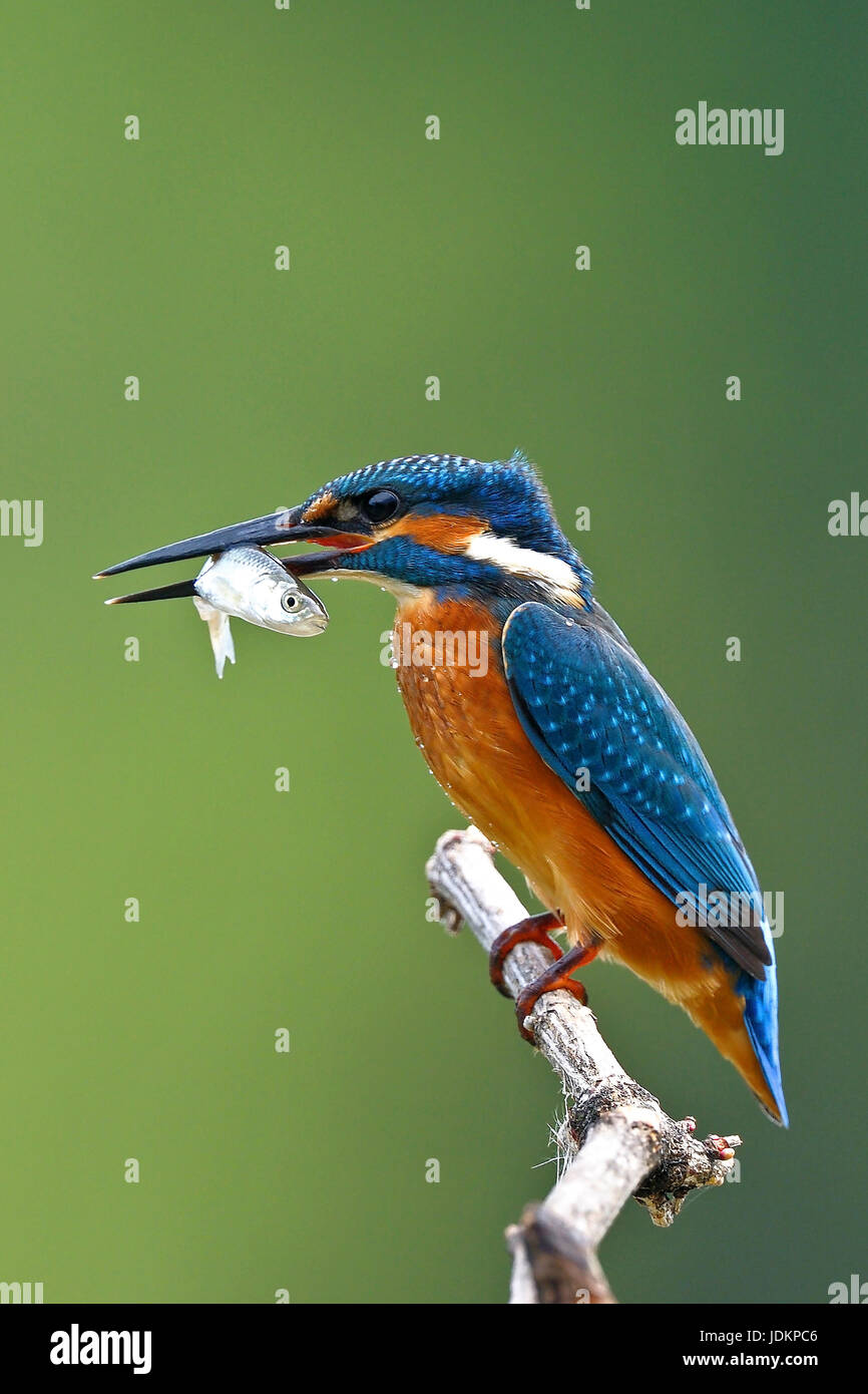 Optimize (Alcedo atthis) Common Kingfisher Banque D'Images
