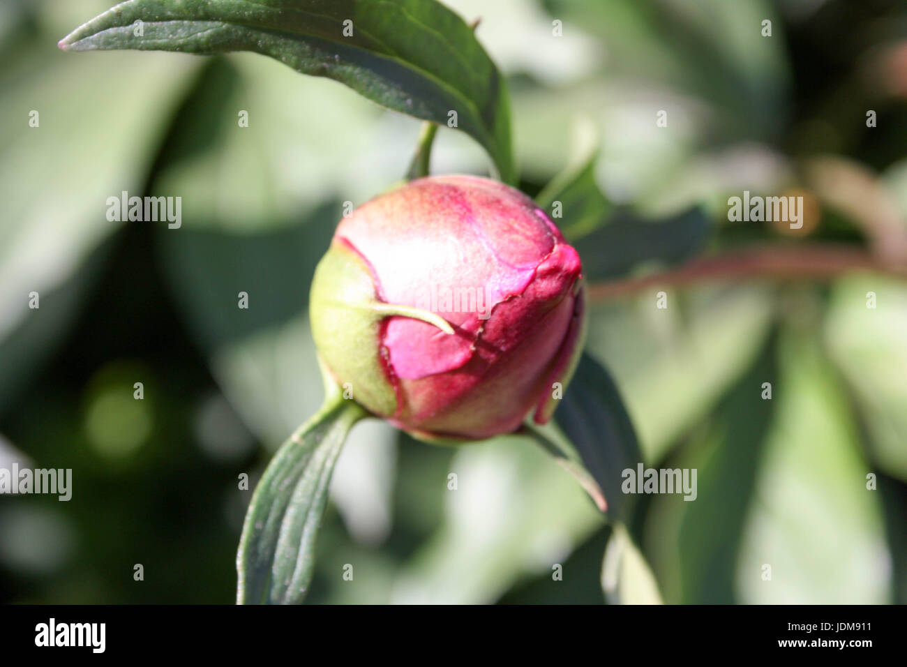Une fleur rouge fleur rose bud.. Rare et beau. la nature. Pencha sa tête vers le bas. La photo pour votre conception Banque D'Images