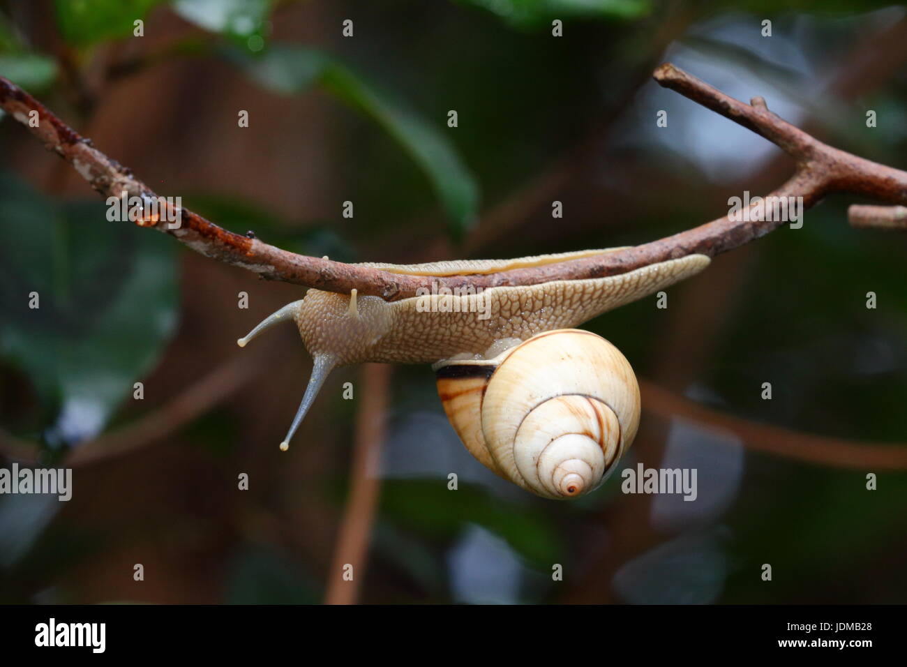 Un arbre de la Floride, Liguus fasciatus escargot. Banque D'Images