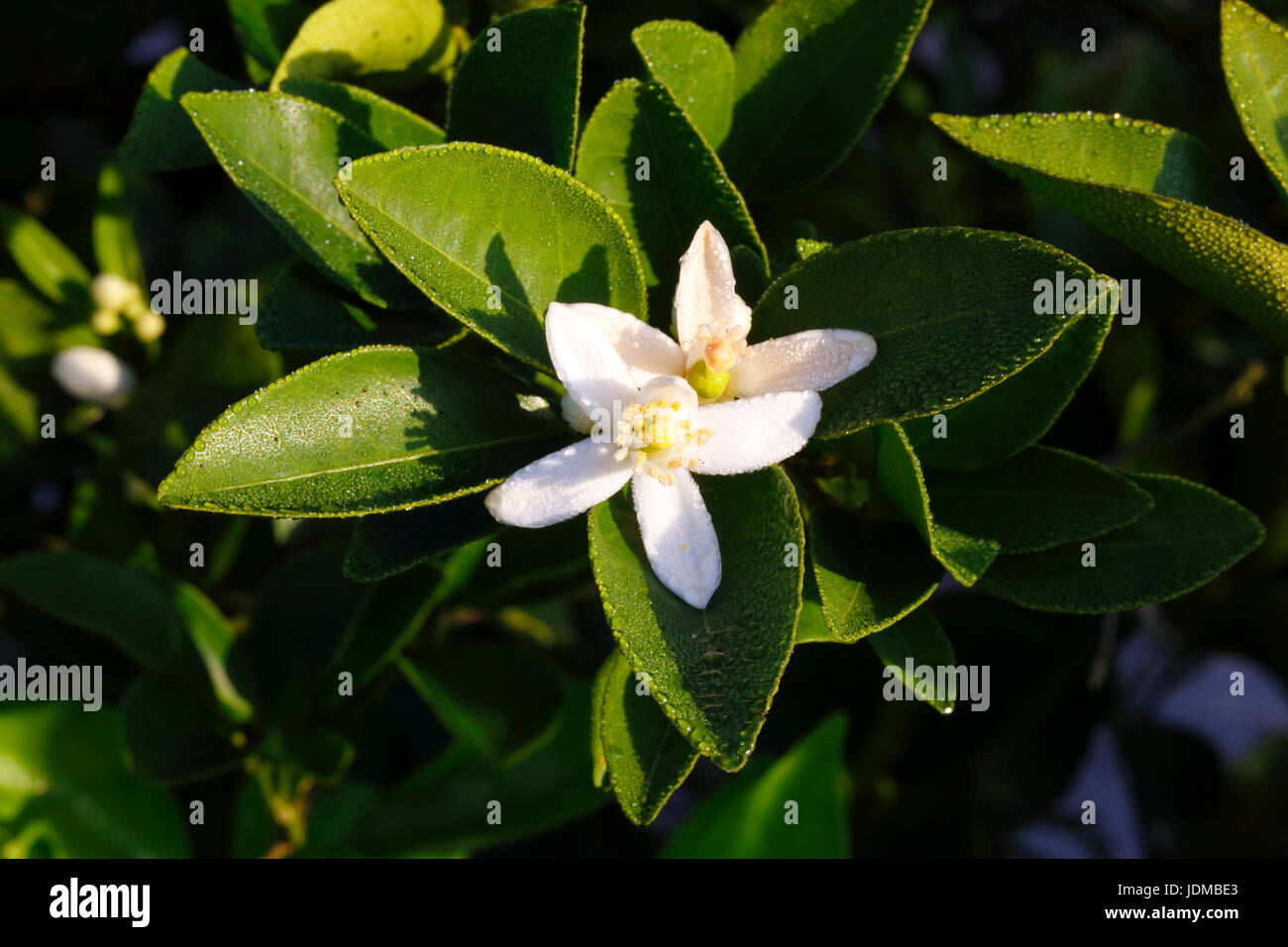 Florida Citrus d'oranger. Banque D'Images