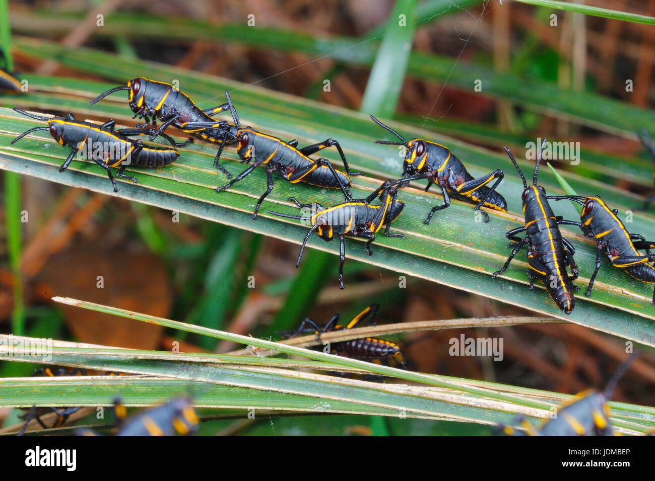 Lubber grasshopper nymphes, Romalia guttata, sortir du sol dans les grands groupes. Banque D'Images