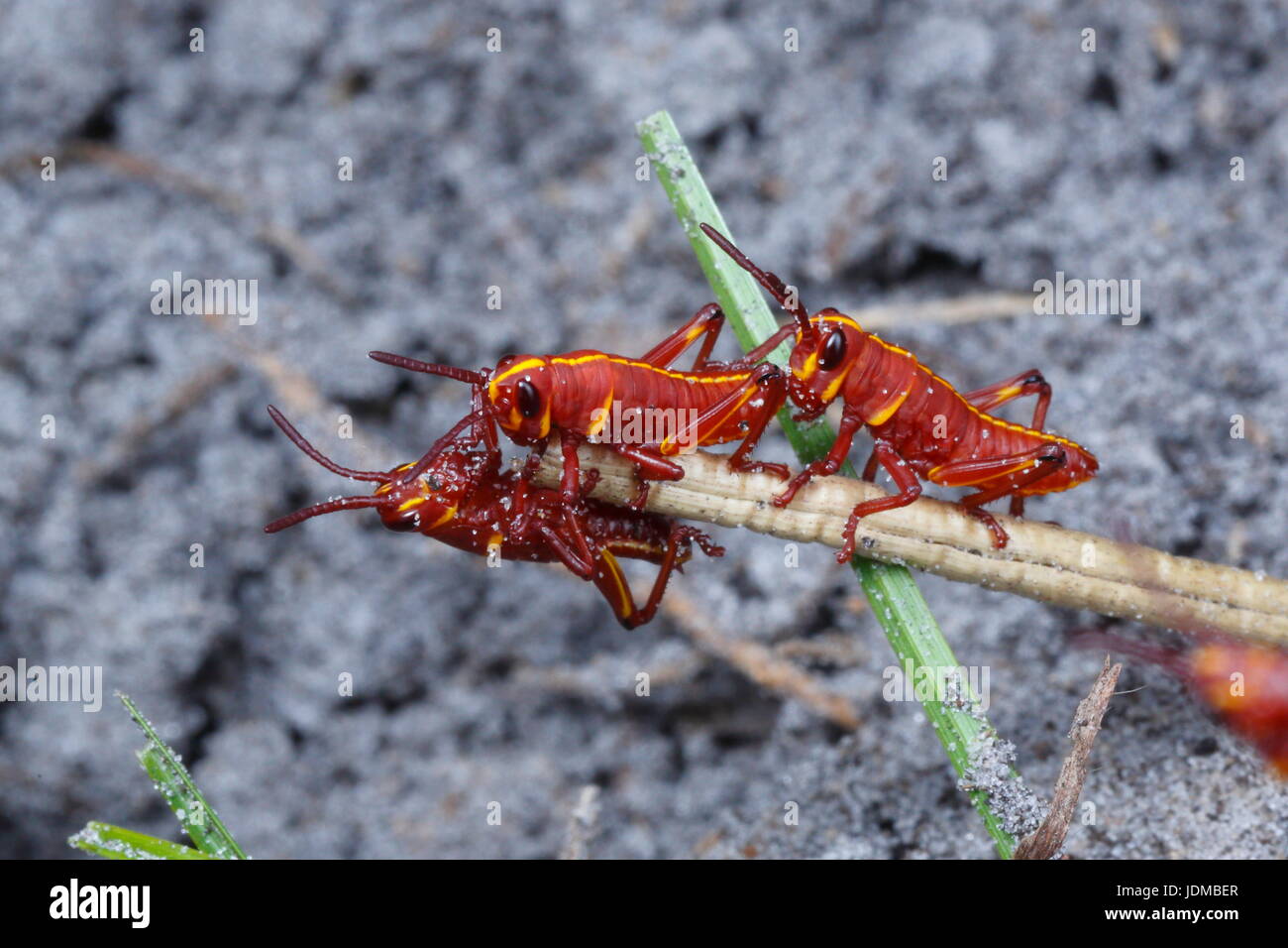 Lubber grasshopper nymphes, Romalia guttata, sortir du sol dans les grands groupes. Banque D'Images
