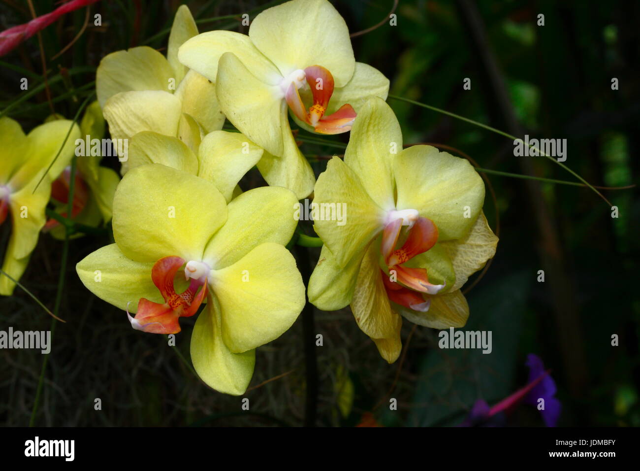 Orchidée Phalaenopsis une accroît à un jardin botanique. Banque D'Images