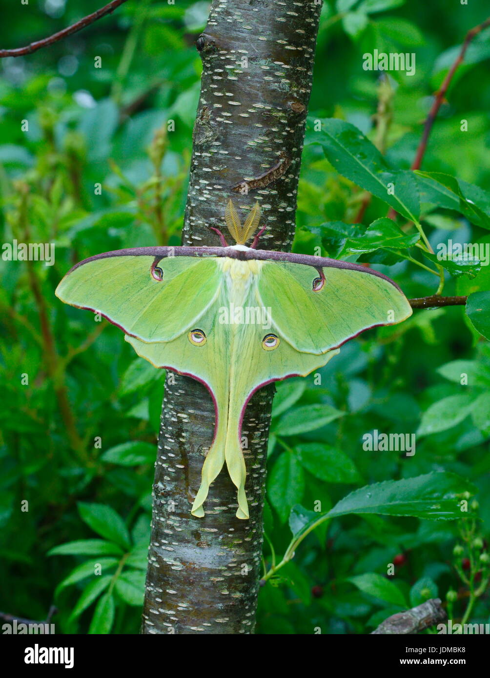 Une espèce de Luna, Actias luna, repose sur un tronc d'arbre de cerise. Banque D'Images