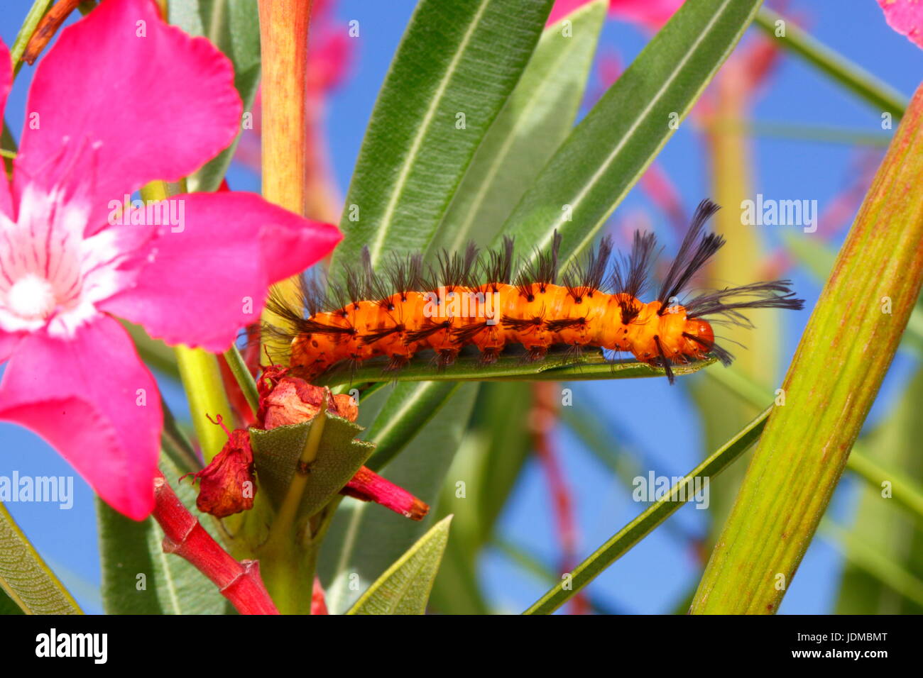 Chenille orange à point noir Banque de photographies et d’images à — free download