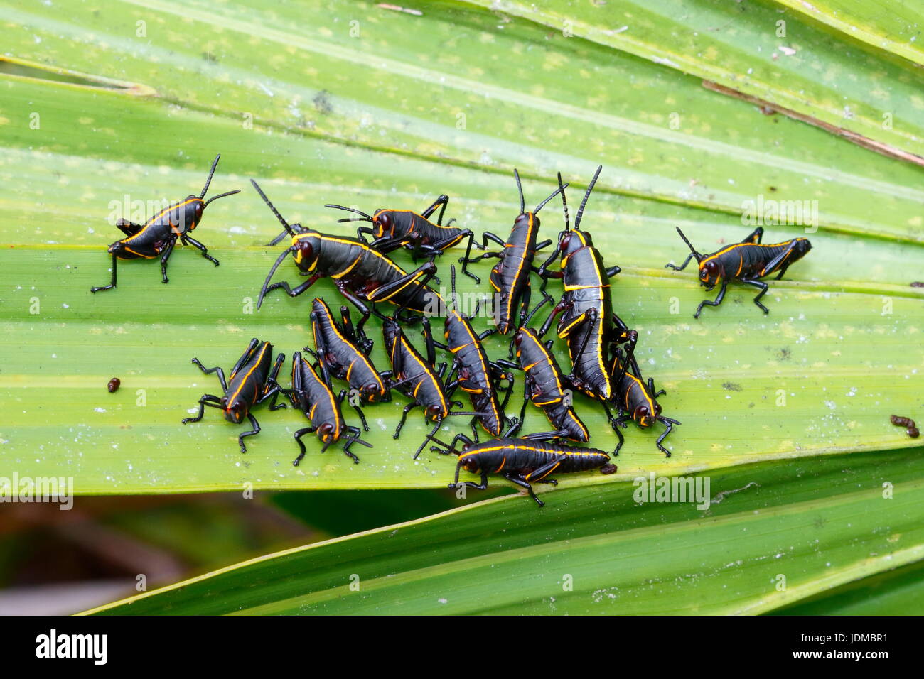 Lubber grasshopper nymphes, Romalia guttata, sortir du sol dans les grands groupes. Banque D'Images
