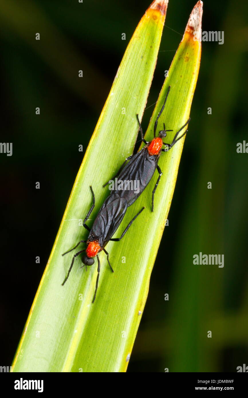 Une paire de Malicorne, Plecia nearctica, reste sur une feuille. Banque D'Images
