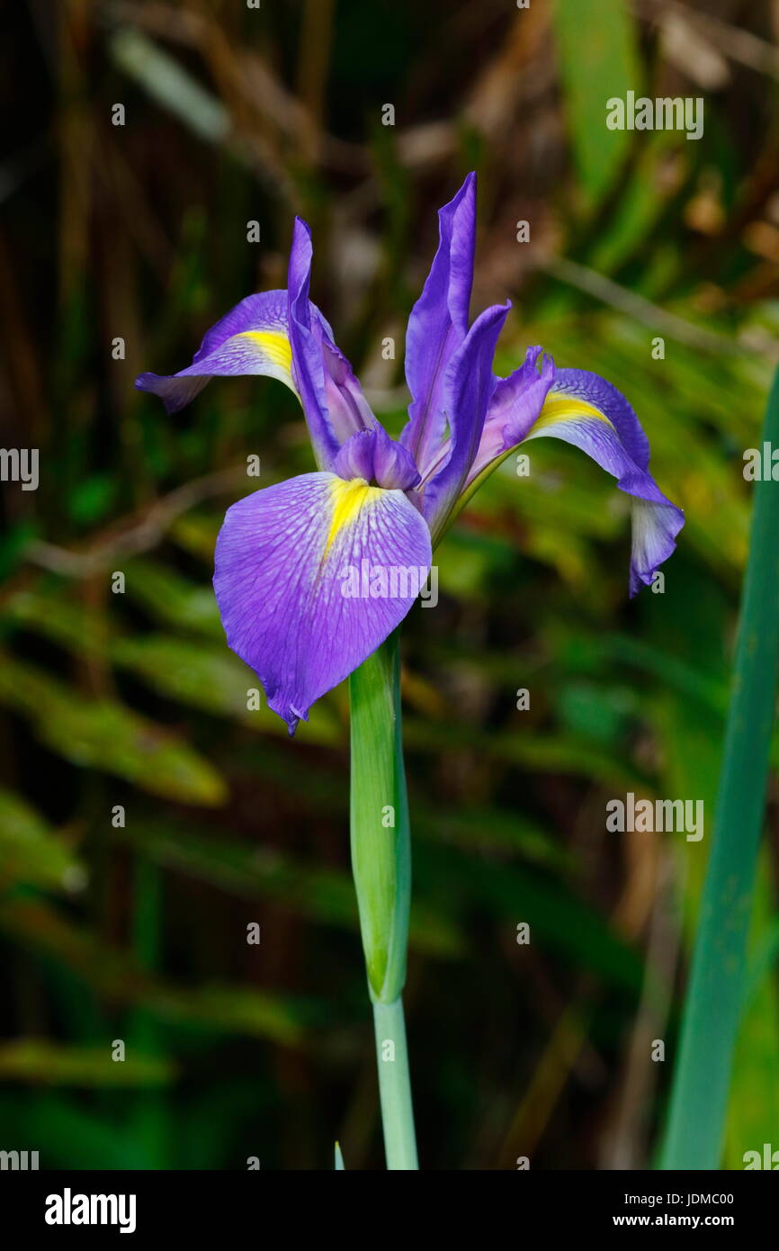 Un drapeau bleu iris, Iris versicolor, grandissant dans un marais. Banque D'Images