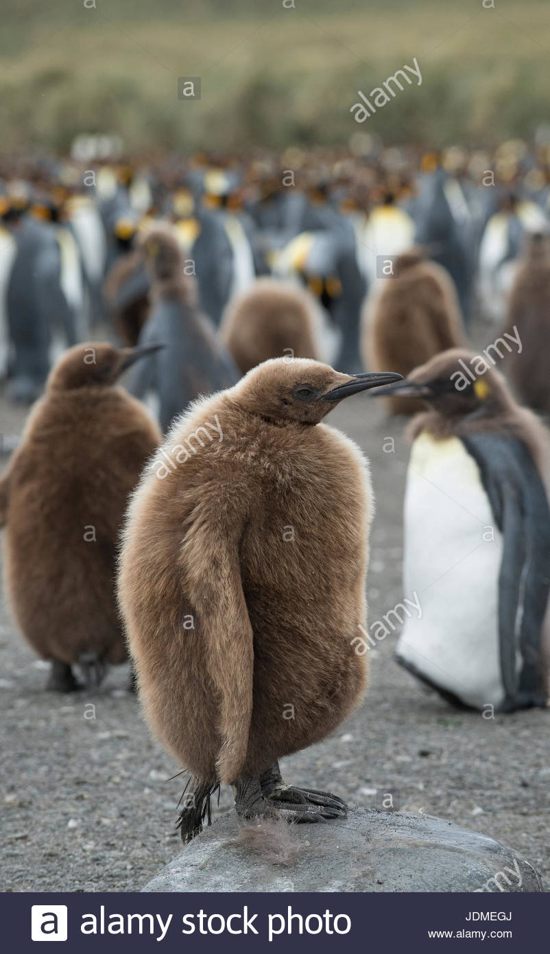 Le manchot royal juvénile debout dans un grand groupe ensemble sur une plage. Banque D'Images
