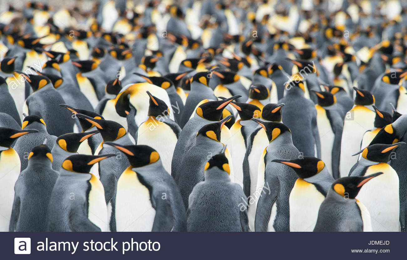 Manchots royaux adultes, Aptenodytes patagonicus, stand dans un groupe ensemble au port de l'or. Banque D'Images