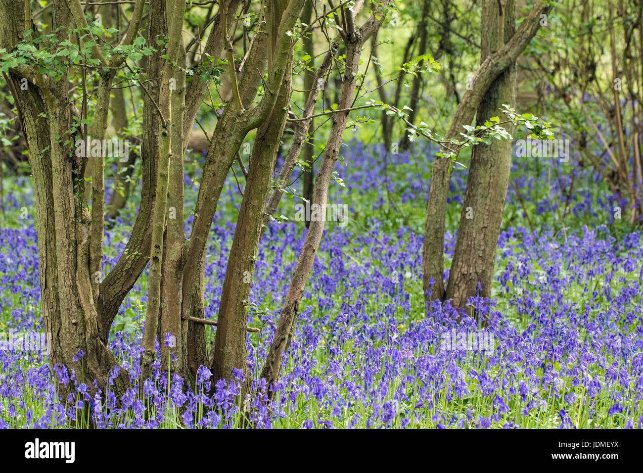Jacinthes des bois, Hardwick, Cambridgeshire Banque D'Images