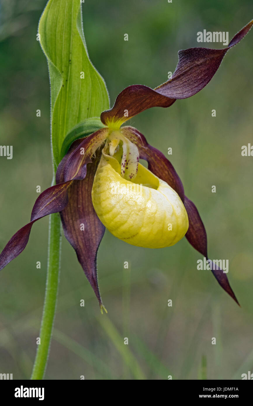 Lady's Slipper Orchid (Cypripedium calceolus), la démarche des castrats, Lancashire Banque D'Images