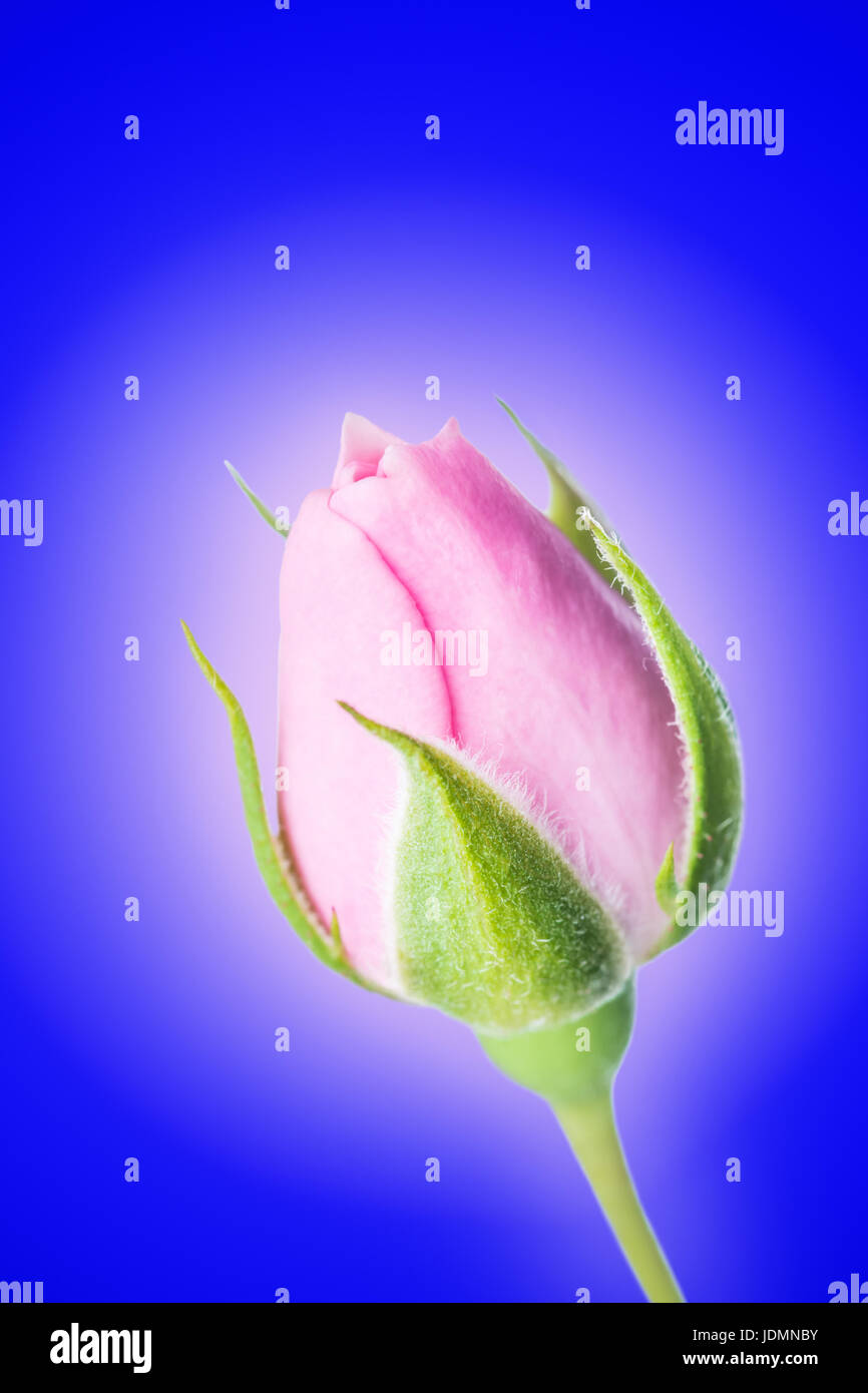 Belle Fleur Rose sur fond bleu Photo Stock - Alamy