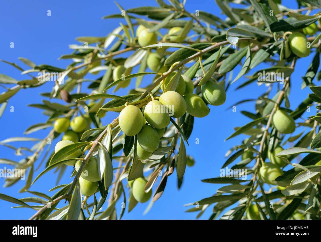 Olive branch Banque de photographies et d’images à haute résolution Alamy