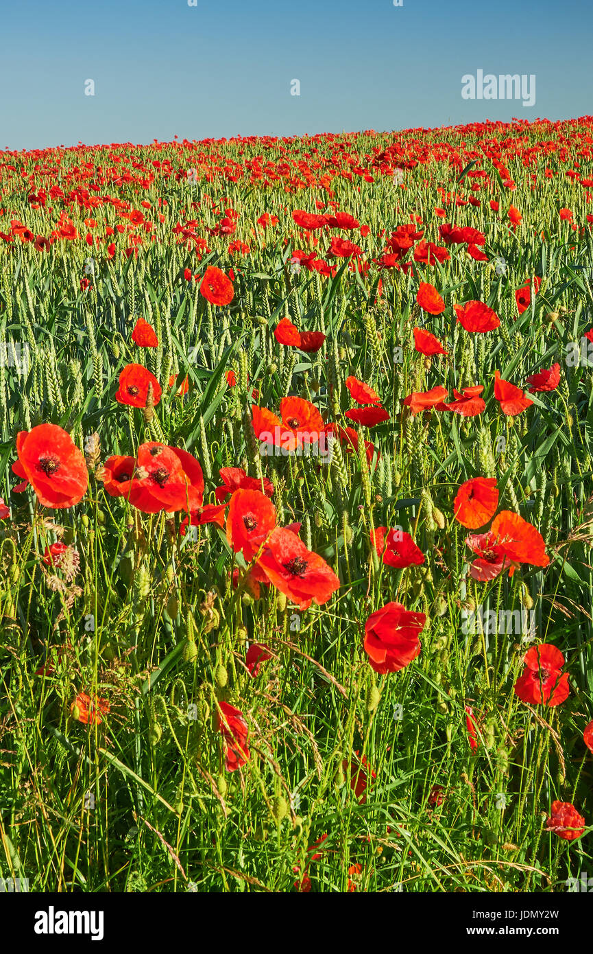 Paysage avec scène de Cotswold coquelicots dans un champ de blé près du village de Ford, Gloucestershire Banque D'Images