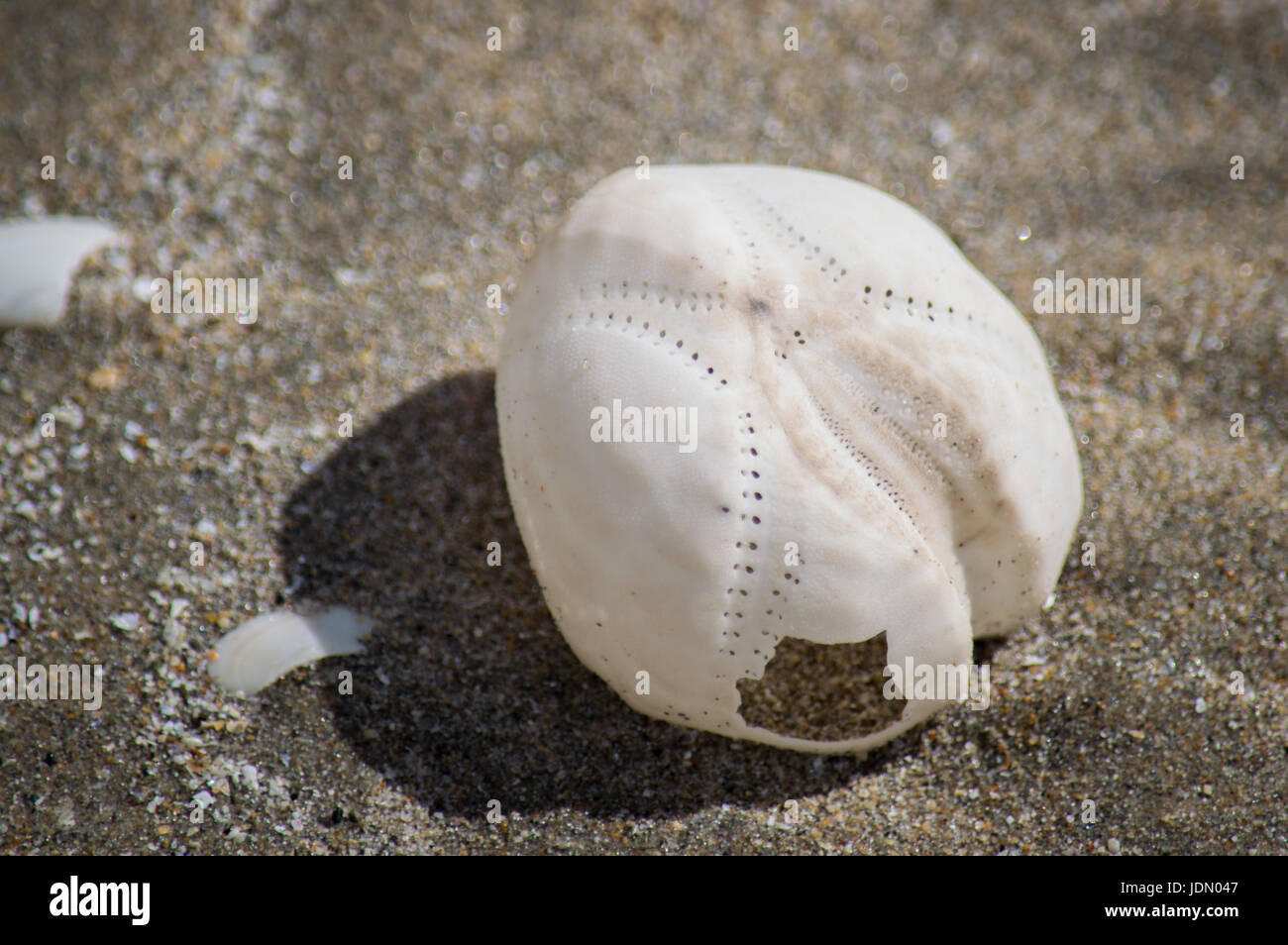 Squelette de l'oursin on beach Banque D'Images