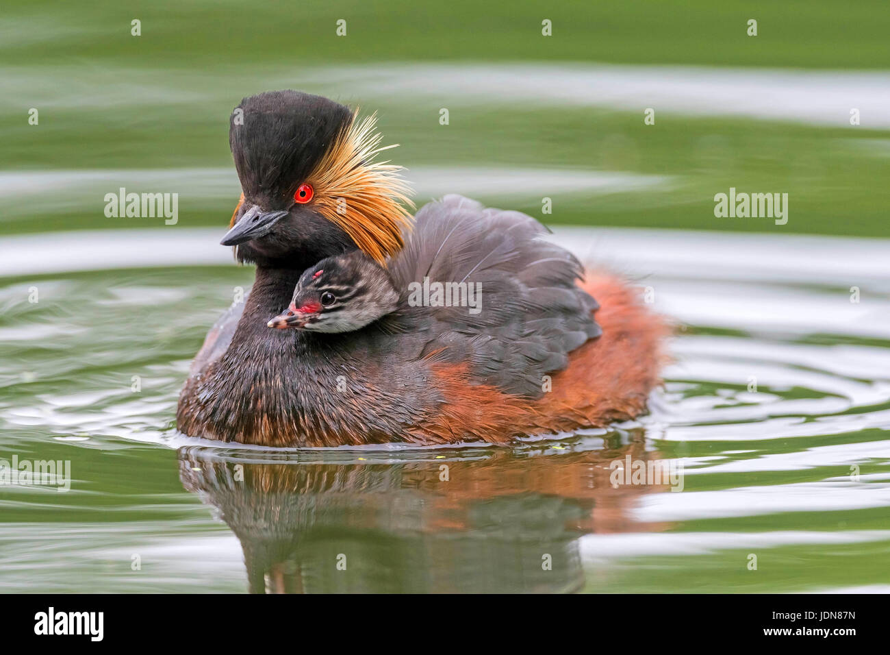 Schwarzhalstaucher (Podiceps nigricollis Grèbe à cou noir) Banque D'Images