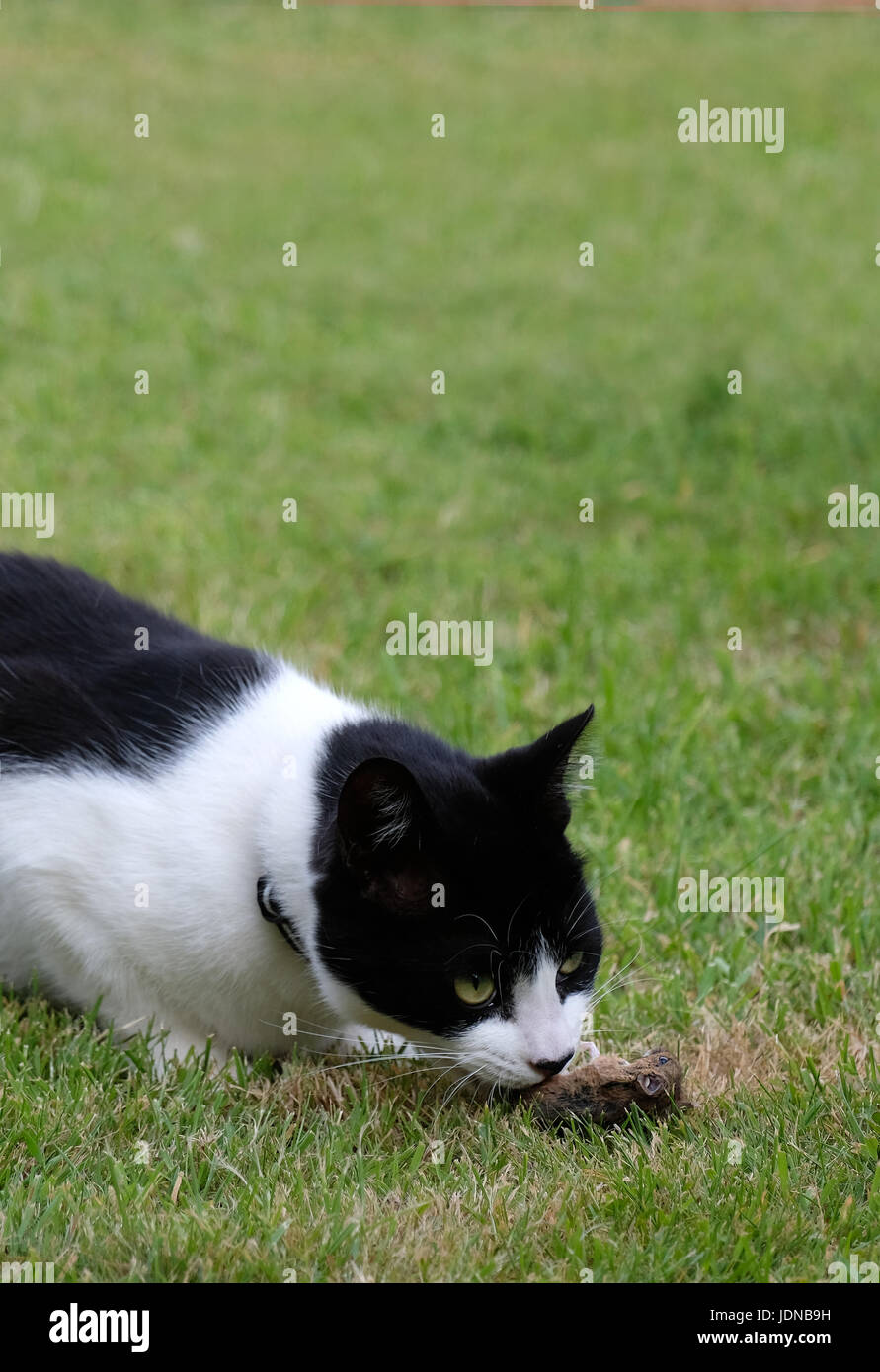 20 juin 2017 - jeune chat noir et blanc manger une souris fraîchement pêché de ma shed Banque D'Images