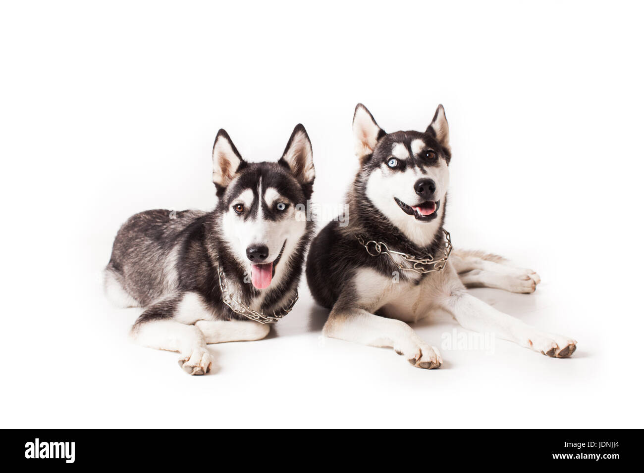 Deux chiens adultes husky avec différentes couleurs de yeux et une chaîne autour de son cou, isolated on white Banque D'Images