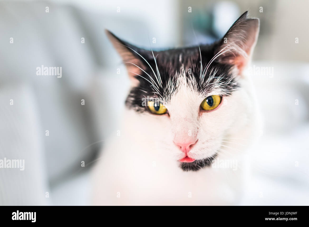 Macro Closeup Portrait De Chat Noir Et Blanc Avec Des Yeux