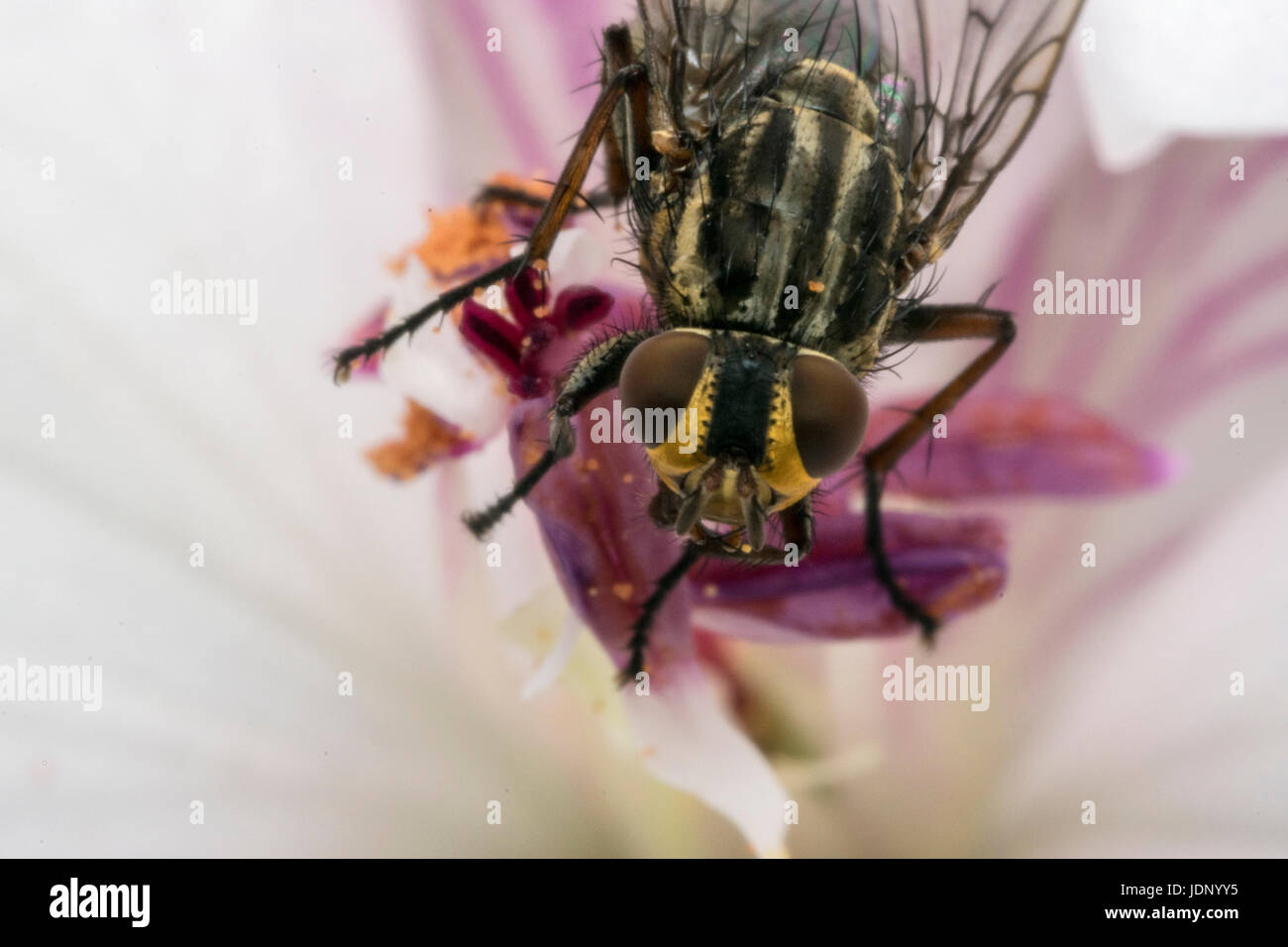 Insectes mouche sur une fleur de magnolia Banque D'Images