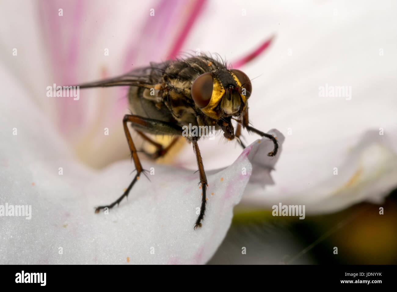 Insectes mouche sur une fleur de magnolia Banque D'Images