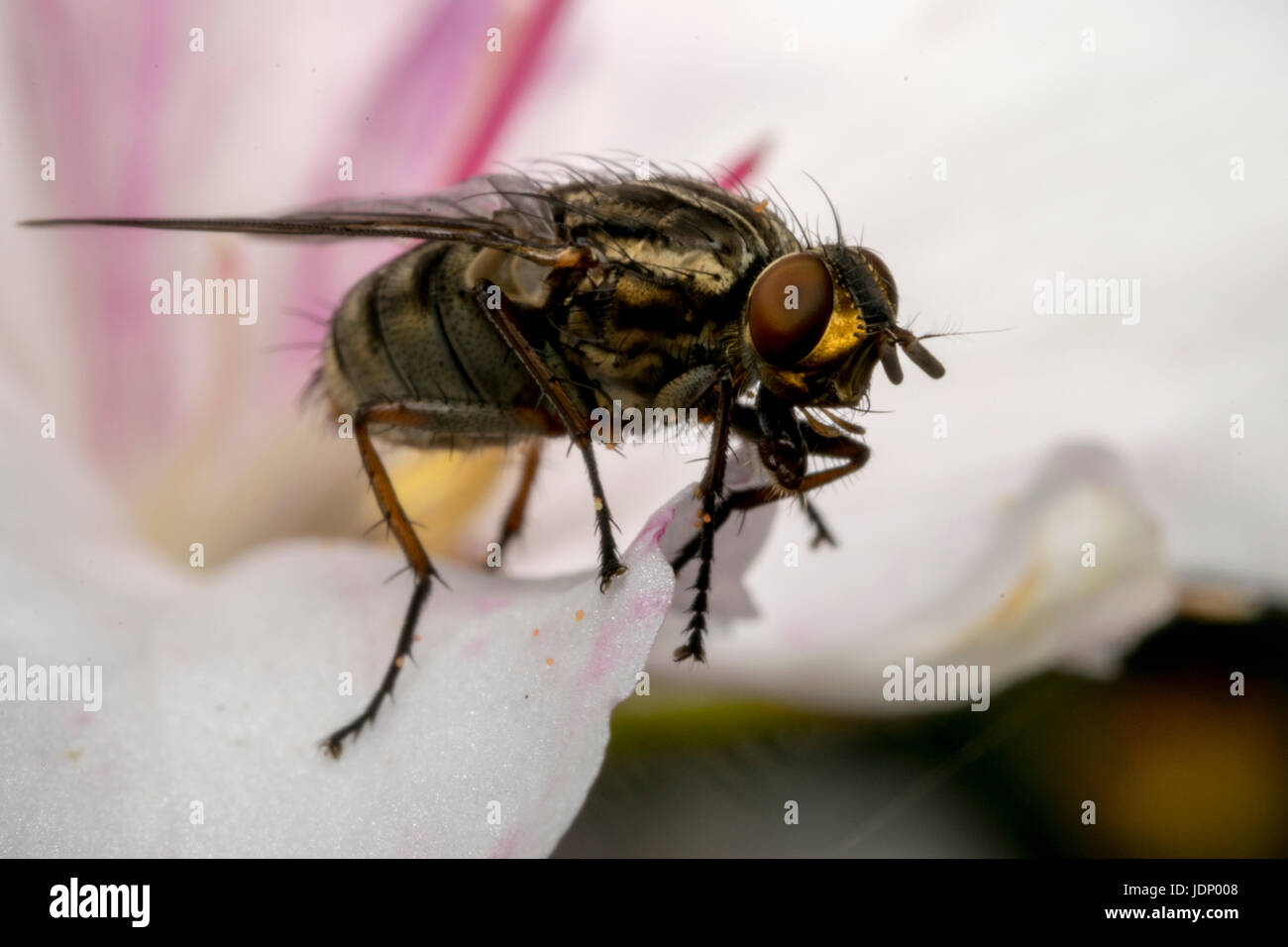 Insectes mouche sur une fleur de magnolia Banque D'Images