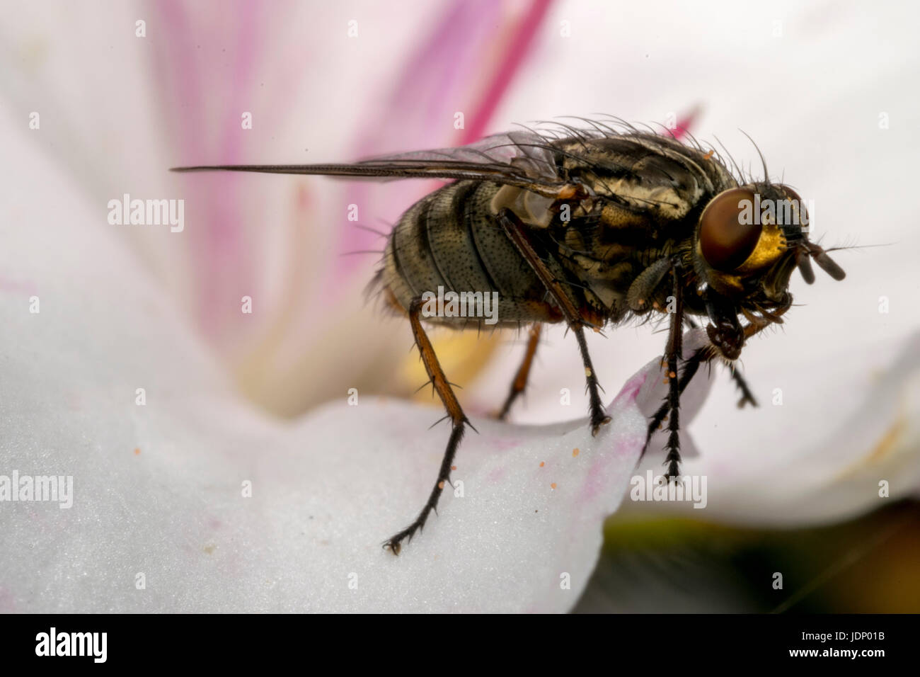 Insectes mouche sur une fleur de magnolia Banque D'Images