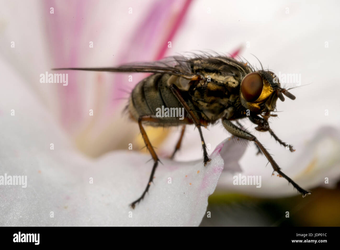 Insectes mouche sur une fleur de magnolia Banque D'Images