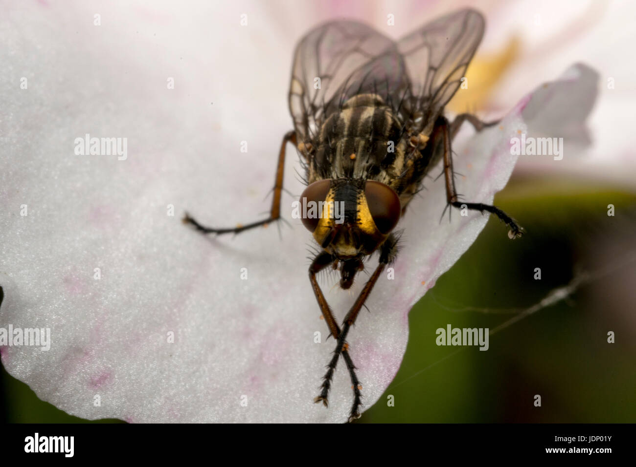 Insectes mouche sur une fleur de magnolia Banque D'Images