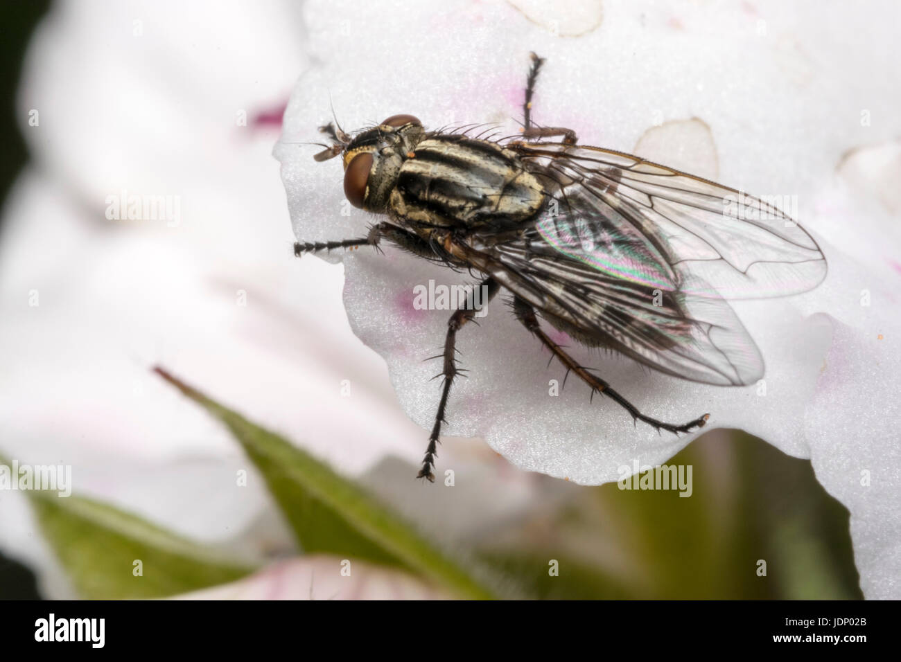Insectes mouche sur une fleur de magnolia Banque D'Images