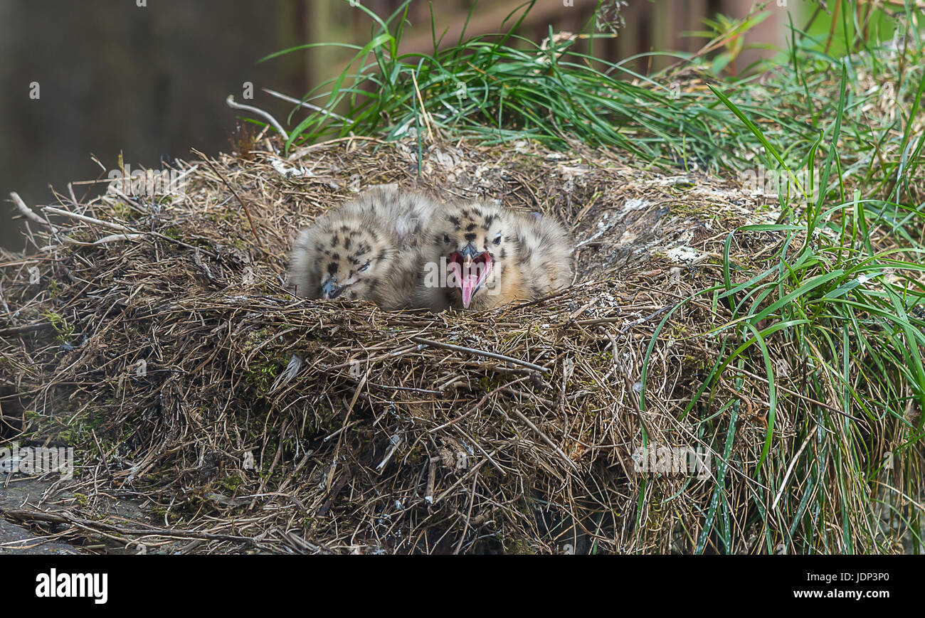 Deux poussins seagull perché sur un mur à l'intérieur de leur nid avec son moith ouvert Banque D'Images