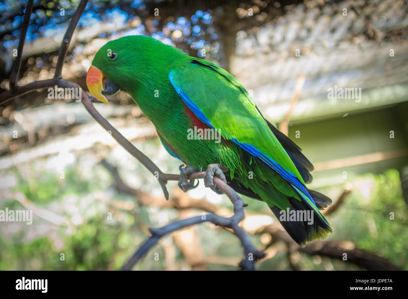 Perroquet Eclectus closeup portrait sur fond flou Banque D'Images