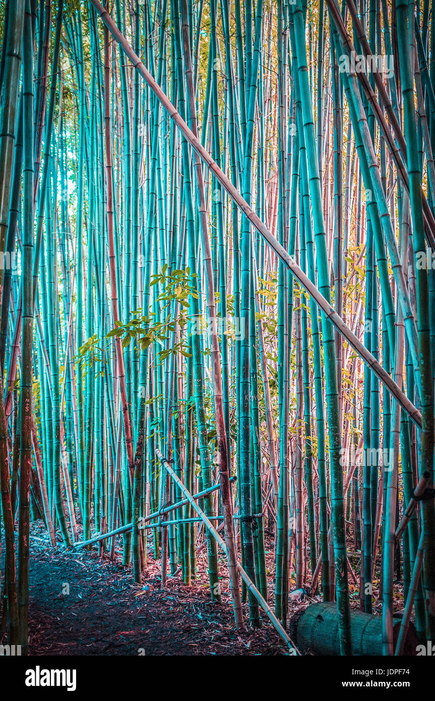Belle japonaise verticale de l'image de la forêt de bambou Banque D'Images