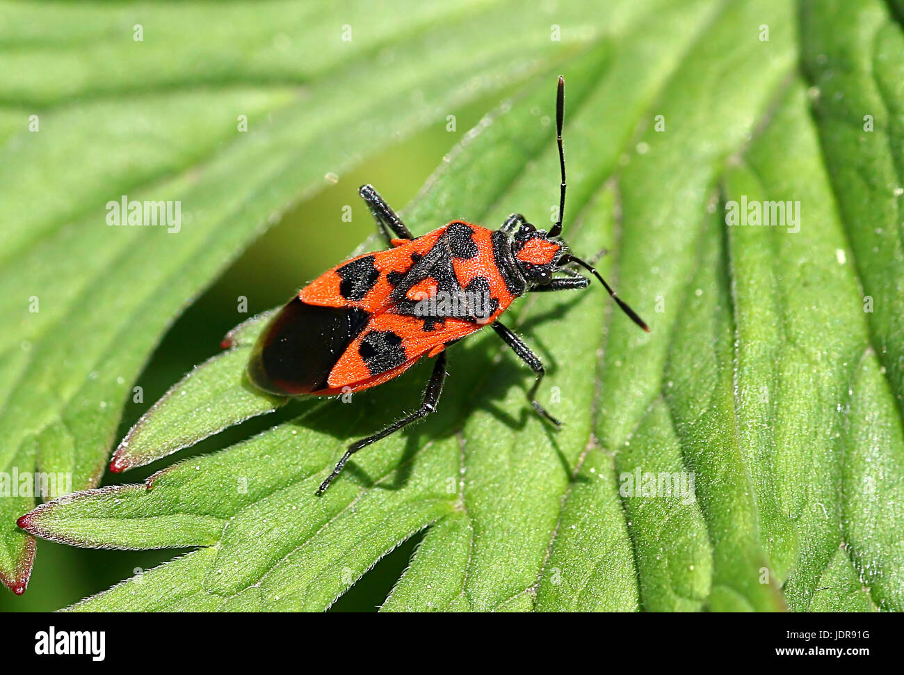 Cannelle européen bug (Corizus hyoscyami), a..a. Noir et rouge, bug squash Banque D'Images