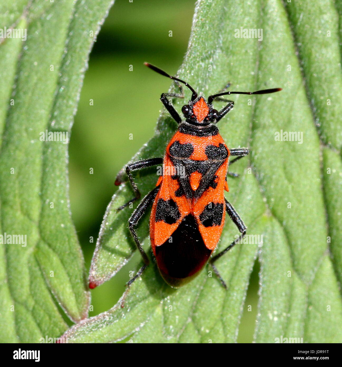 Cannelle européen bug (Corizus hyoscyami), a..a. Noir et rouge, bug squash Banque D'Images