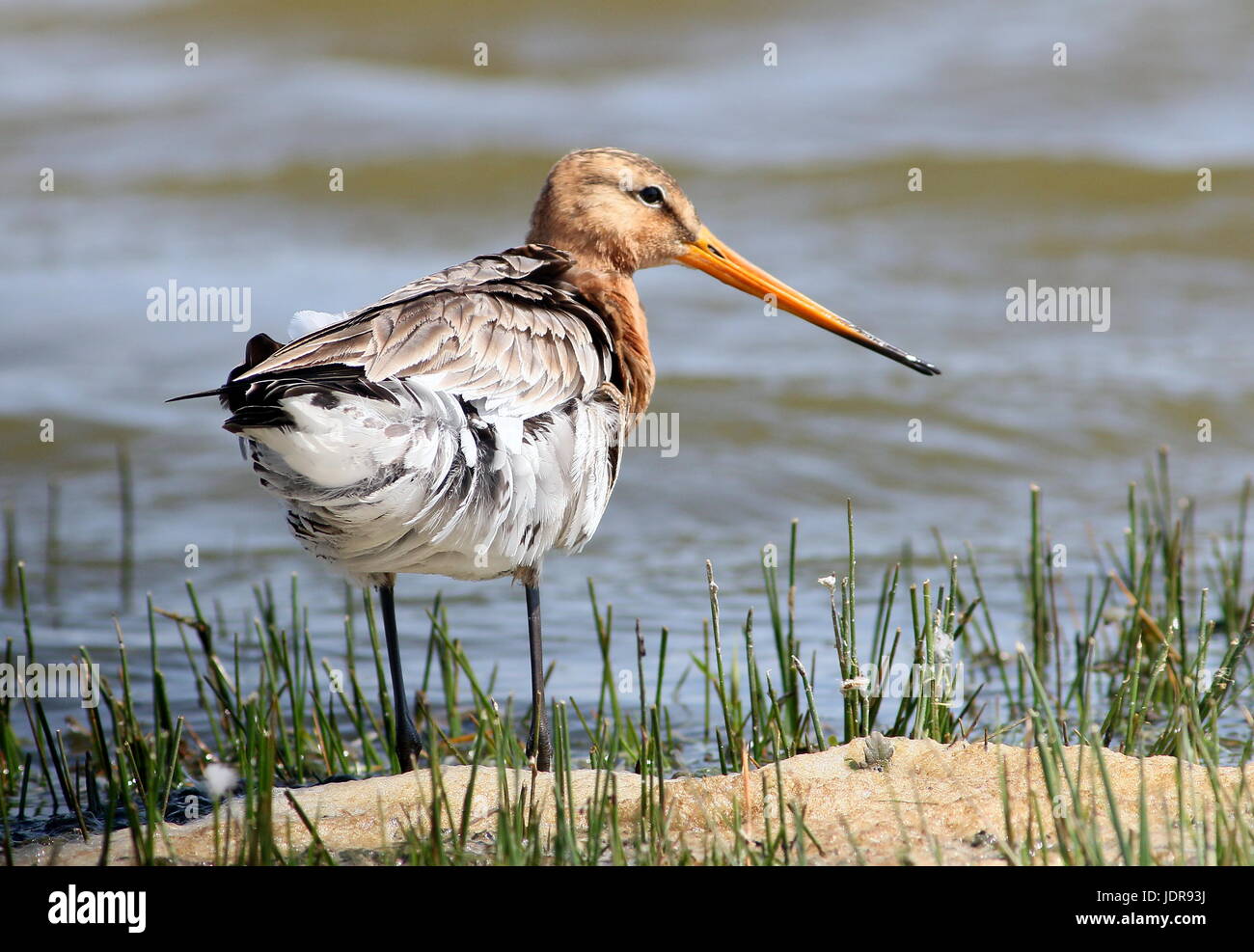Western European Barge à queue noire (Limosa limosa), alimentation faible point de vue. Banque D'Images