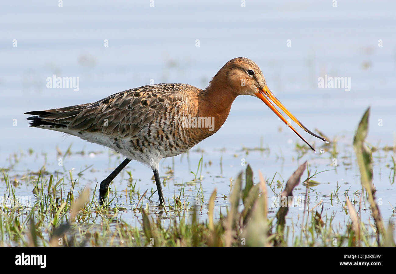 Western European Barge à queue noire (Limosa limosa), flexible de loi de l'ouverture. Banque D'Images