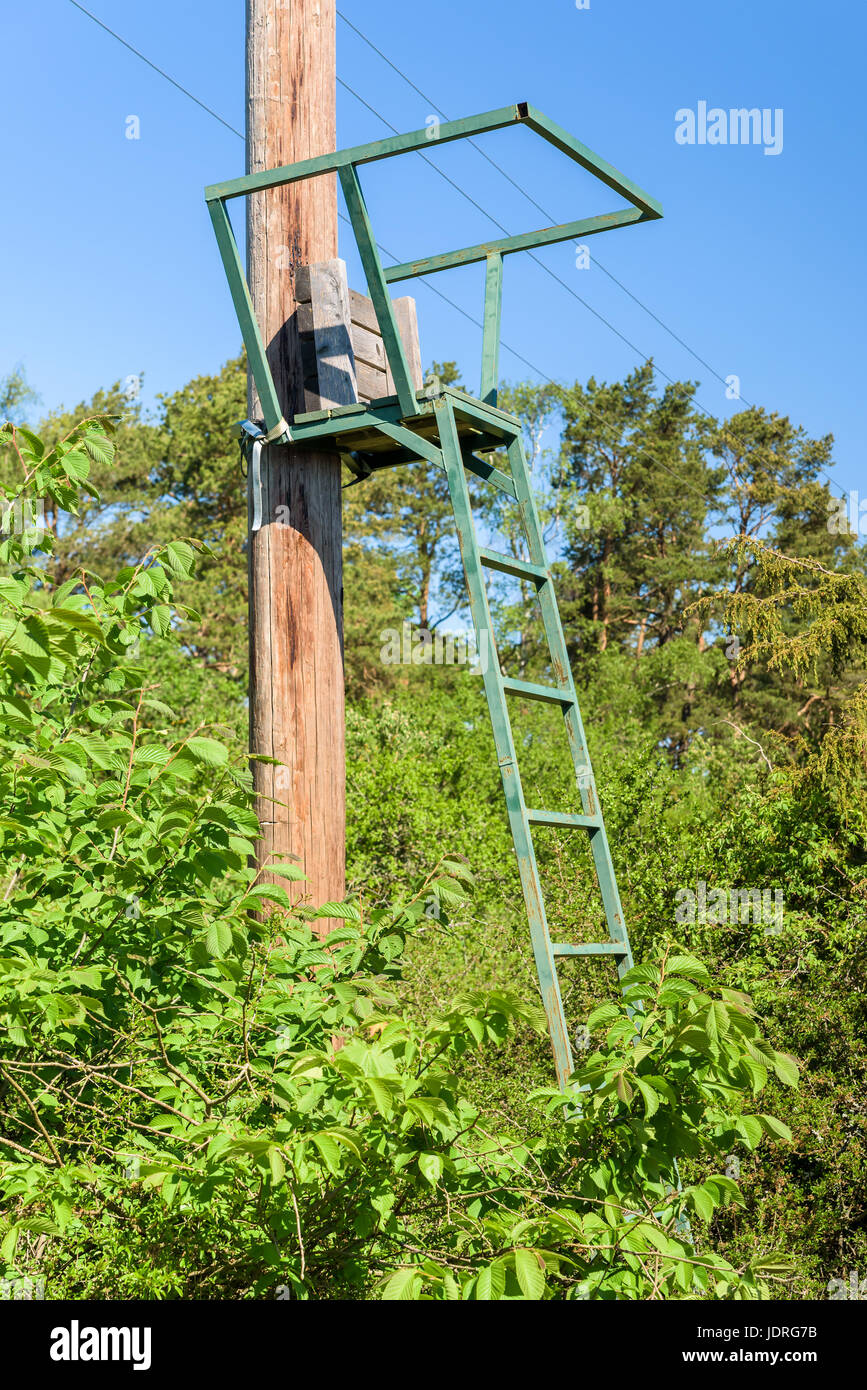 Chasse temporaire ou tir tower appuyé contre un poteau téléphonique dans la forêt. Banque D'Images