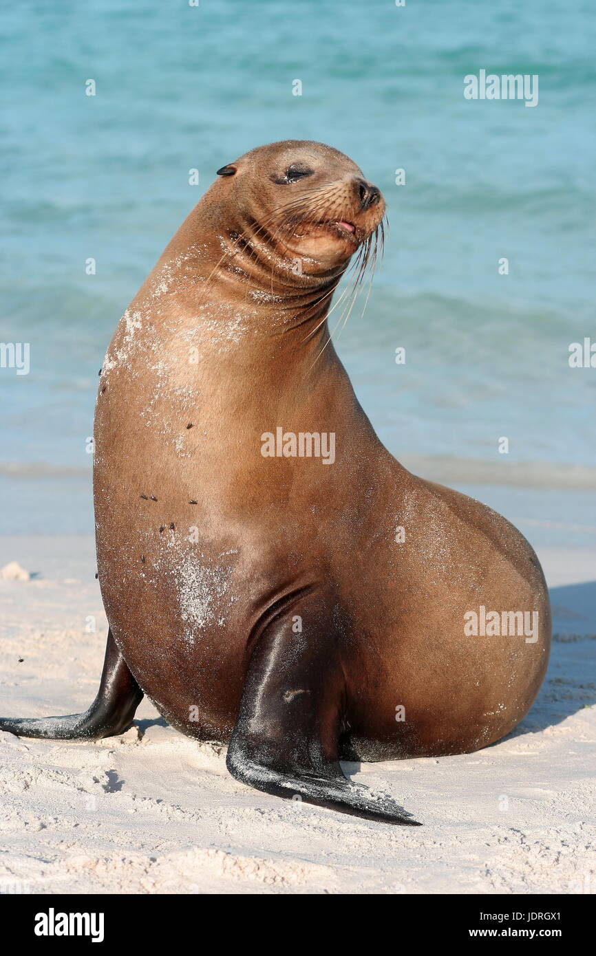 Zalophus wollebaeki Lion de mer des Galápagos Banque D'Images