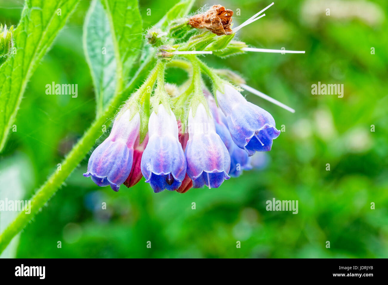 Grappe De Rose Et Bleu Bluebell Espagnol Fleurs Suspendues à