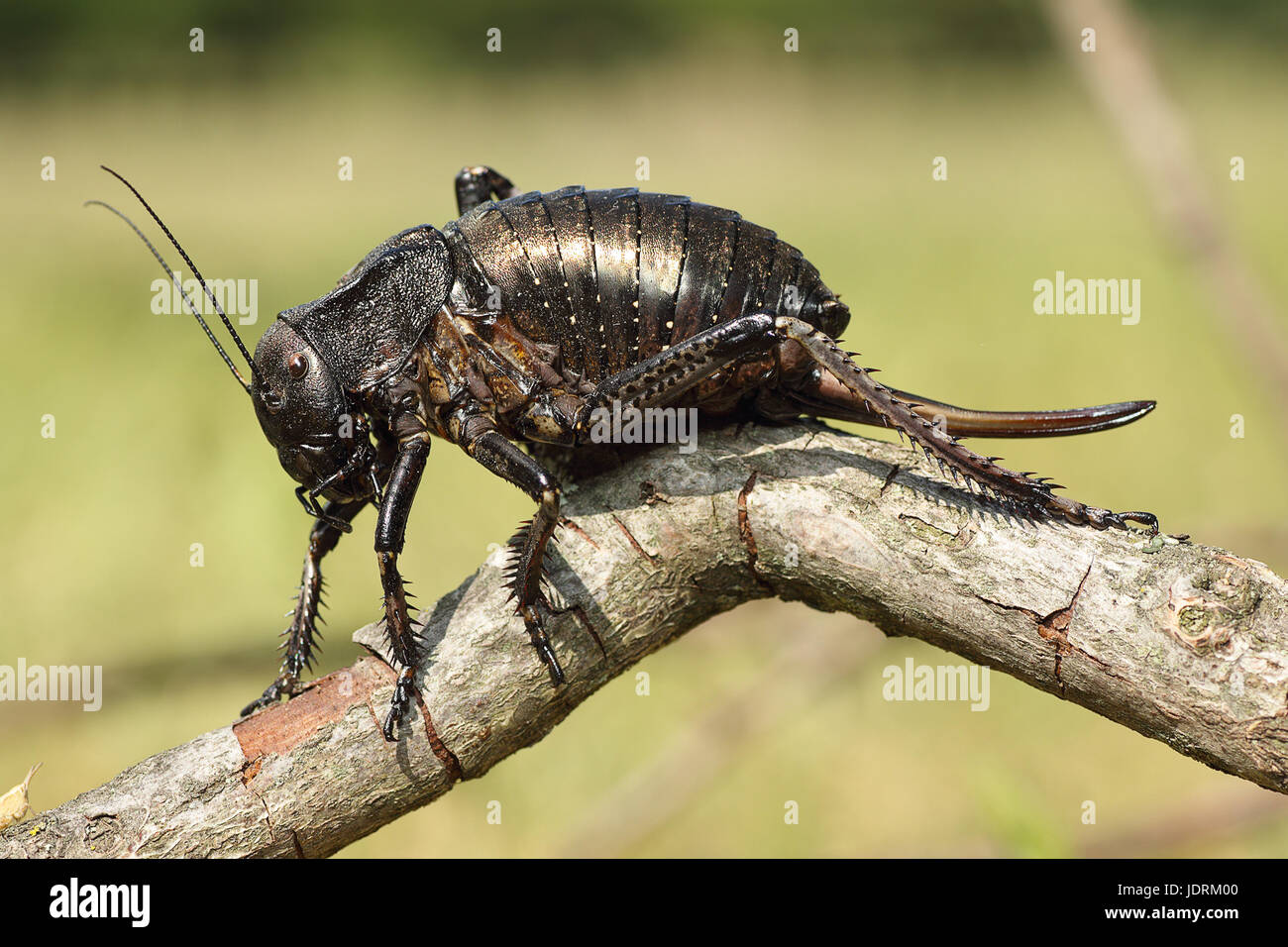 Gros Ventre cricket debout sur un Bradiphorus Dasiphus ( rameau ) Banque D'Images