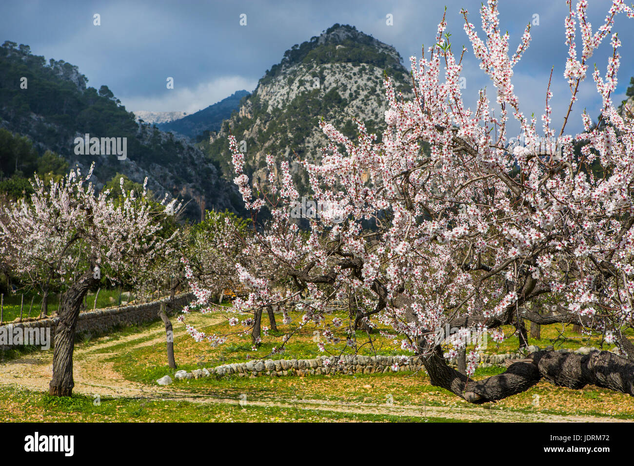Village de fleur d'amandier municipalité Caimari, Selva, Majorque, Espagne. Vue montagne Puig de sa Creu Banque D'Images