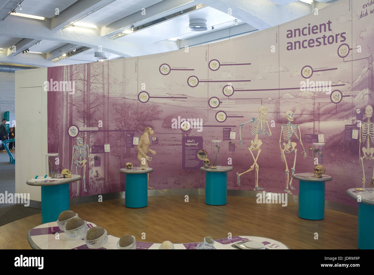 Affichage des ancêtres anciens de la vie humaine dans 'Bristol' science museum Banque D'Images