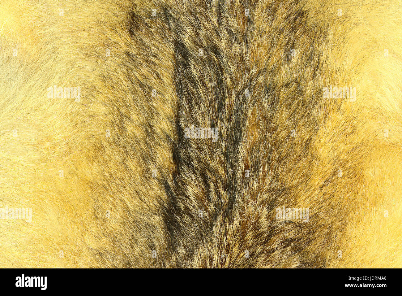 Lynx eurasien, fourrure Fourrure animale la texture pour votre conception Banque D'Images