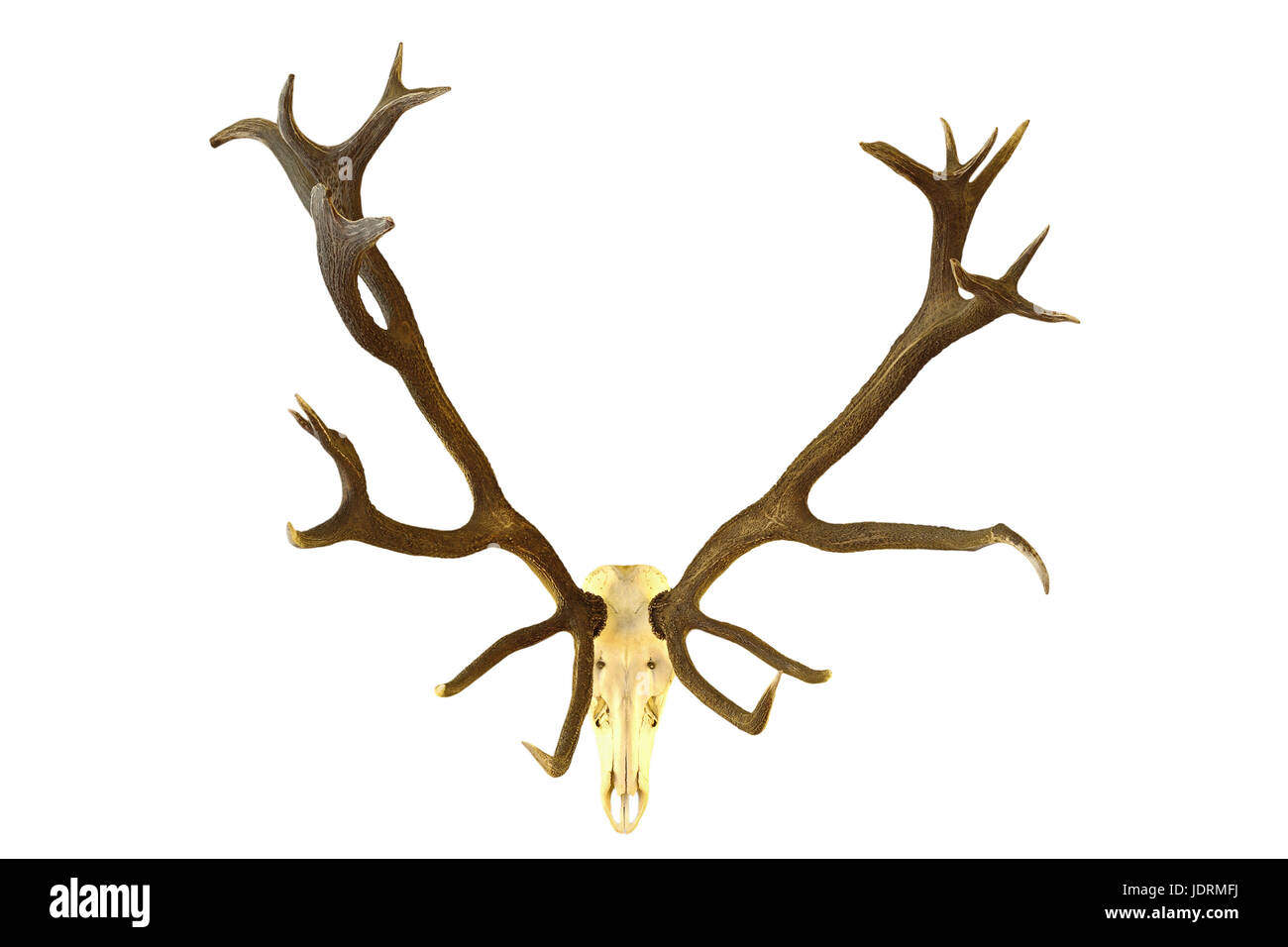 Grand red deer buck trophée de chasse, l'isolement du crâne avec de grands bois sur fond blanc ( Cervus elaphus ) Banque D'Images