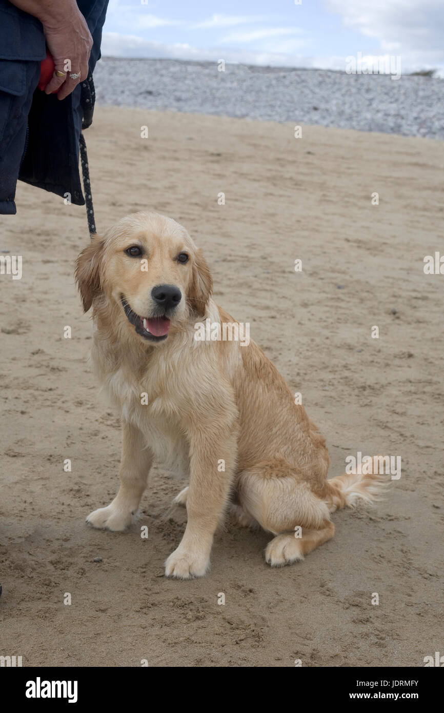 6 mois du chiot golden retriever
